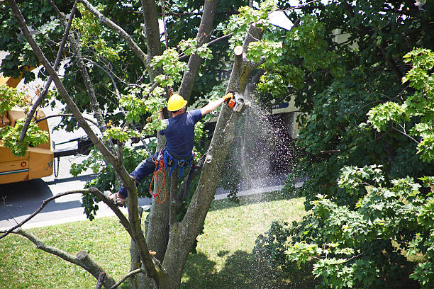 How Our Tree Care Process Works  in  St Lawrence, PA