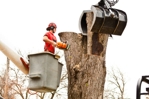 Trusted St Lawrence, PA Tree Removal Services Experts